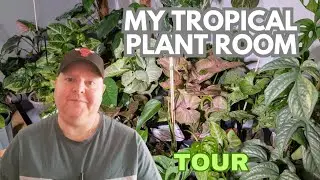 Plant Room Tour | What You See is What You Get!