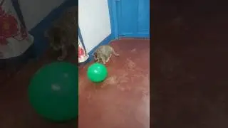 Cat enjoy playing balloon 🎈🐈&zwj;⬛