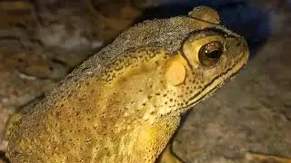 Cute Frog and Toad Animals Waiting to Catch Insects for Eat