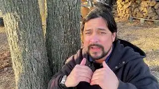 Codominant Stems in Trees and Structural Pruning