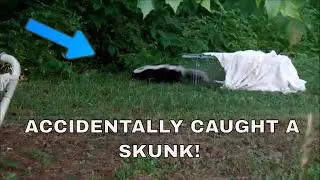 How to release a SKUNK without getting sprayed!