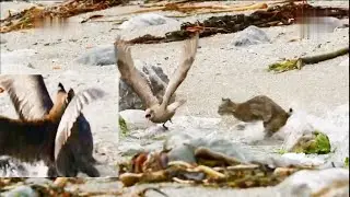 hill cat catching bird | hill cat hunting bird | cat catching prey