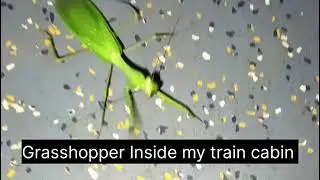Hopper  grasshopper on the show