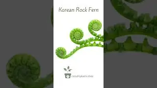 Korean Rock Fern www.catsafeplants.shop