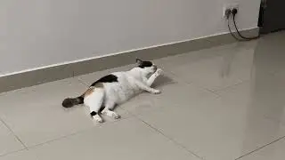 cozy cat in house