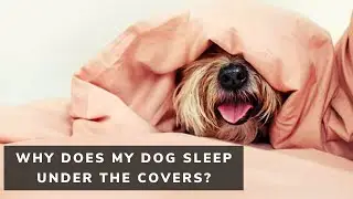 Why Does My Dog Sleep Under The Covers? (10 Reasons)