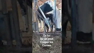 on a clignement couper les Cornes du b&oelig;uf 🐂 🐂 🐂