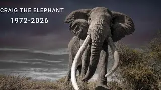 CRAIG: The Last Super Tusker of Amboseli (1972&ndash;2026) | A Living Monument