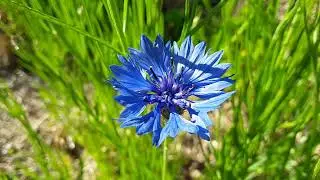Bachelor buttons (Centaurea cyanus)