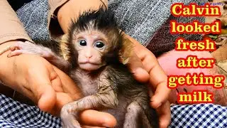 Calvin get milk about 30 ml before giving back to Casi | It's full for him