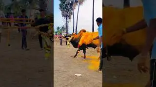 💛Black Smoke Entry💥Kangayam Beast Blaster🔥| #jallikattu #kaalai #videos