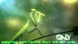 Electric Mantis- Its why we get high