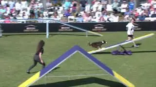 Dog Sports: Large Dog Agility Competition