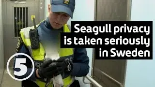Tunnelbanan | F&aring;nga fiskm&aring;sen! Catch the seagull!