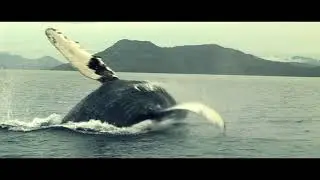 J-Dock - The Adventure