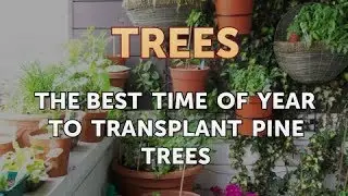 The Best Time of Year to Transplant Pine Trees