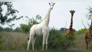 Kenya's only female white giraffe and her calf are killed by poachers