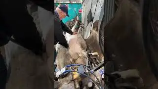 Rambusters Shearing Demonstration