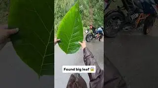 Found big leaf on road 😨