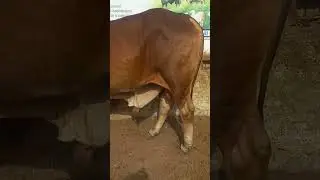 Hamdan Cattle Farm & Palai Centre|#Hamdanpalaicentre|