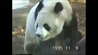 1995年11月 東京モーターショーに行っていた！