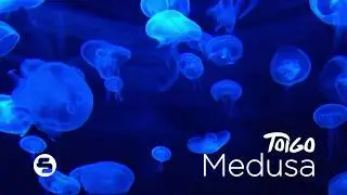Toigo Music | Medusa