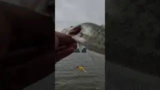Great View of what Structure and Fish Look Like on Livescope! #fishing #fish