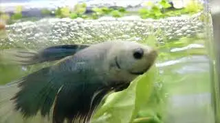 Relaxing Aquarium Video: Betta Fish Dad taking Care of his Childrens | Sleep Music & Stress Relief