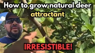 How to grow natural deer attractant, IRRESISTIBLE!