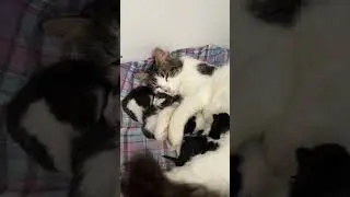 Momma loves her little kittens #newbornkittens #kitten #newbornpets #cat