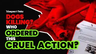 From Campus to Grave: Telangana&rsquo;s Shocking Stray Dog Killings | Stray Dogs| Telangana Today