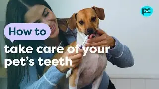 How to take care of your pet's #teeth | PET CIRCLE