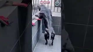 😱El Perro mas Fuerte del Mundo. CANE CORSO #best #animal #shorts #viral #italia #curiosidades