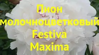 Пион молочноцветковый Фестива Максима. Краткий обзор, описание paeonia lactiflora Festiva Maxima