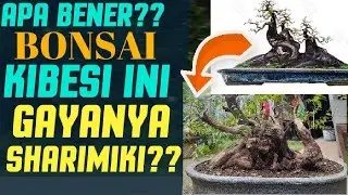 Bonsai KIBESI gaya sharimiki ||sageretia sp sharimiki style