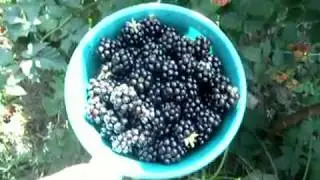 Характеристика ежевики Оркан.