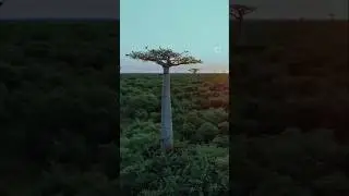 Amazing Facts About Trees 🌴 #amazingsfacts#factsinhindi  #factsdimension#😱😱🤔