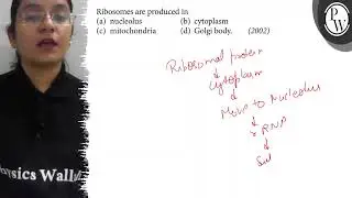 Ribosomes are produced in (a) nucleolus (b) cytoplasm (c) mitochond...