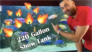 AFRICAN CICHLID FOOD EXPERIMENT | Week 4 | Best Fish Food For African Cichlids