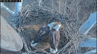 Jan 8 2026 - Bella & Scout Highlights - Deliveries, Kisses & Restorations Lower Cam View NCTC Eagles