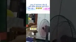Dog vs Fan: The Ultimate Battle! 😂🐕 #Shorts dog vs man fight funny video cat vs dog comedy video#Caw