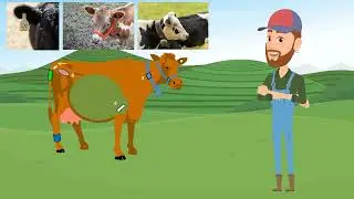 Sensors on Cow Final Edit