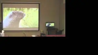 Xspf Flash Player Live Stream