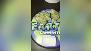 Modified Grapes Strain Review (Smk Brk 420)