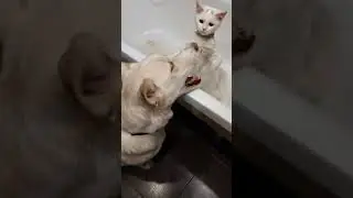 И правда ЧУДО!😍 #врек #помощьбездомным #cat