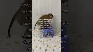 пися #bebra #animalmonkey #monkey #funny #primate