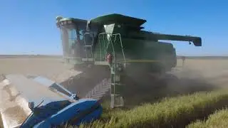California Rice Harvest Oct 2025