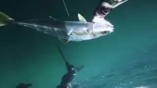 Cape Point Yellowtail Kingfish Spearfishing