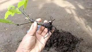 Gardening Idea To Rooting Mango By Cutting