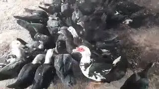 Барака Фермаси, Андижон Хонобод